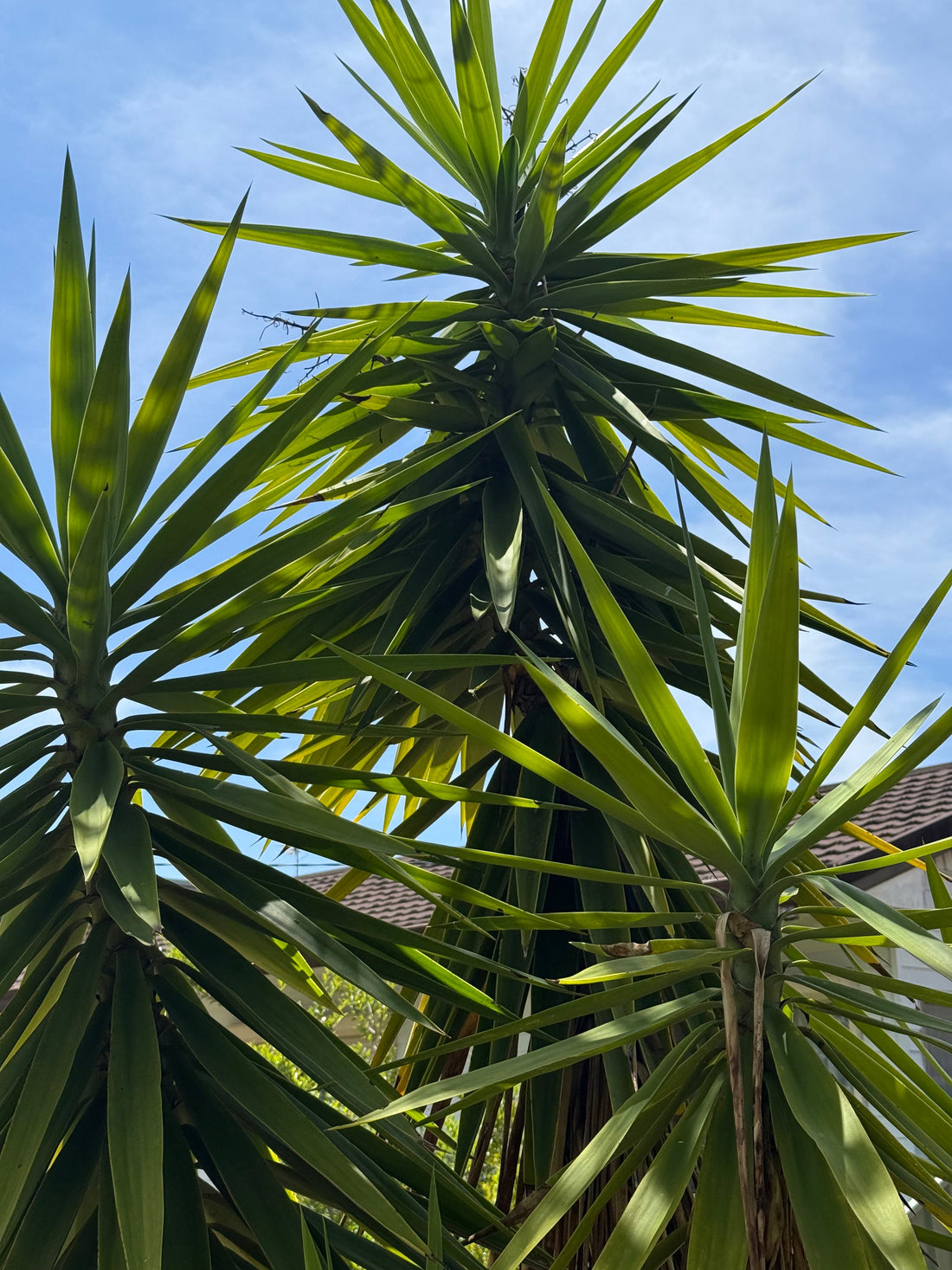 The Psychology of Morning Identity