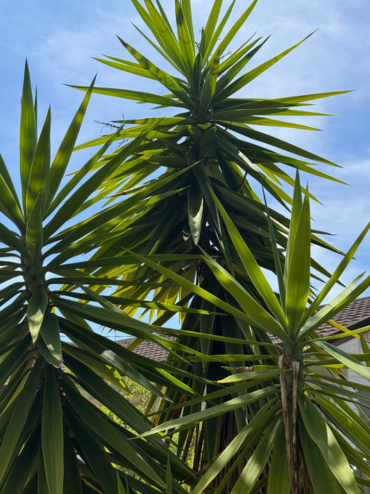 The Psychology of Morning Identity